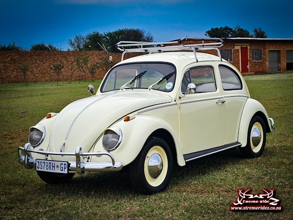 Beetle 